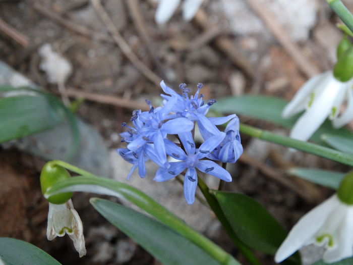 DSC09358 - Plante in gradina 2015