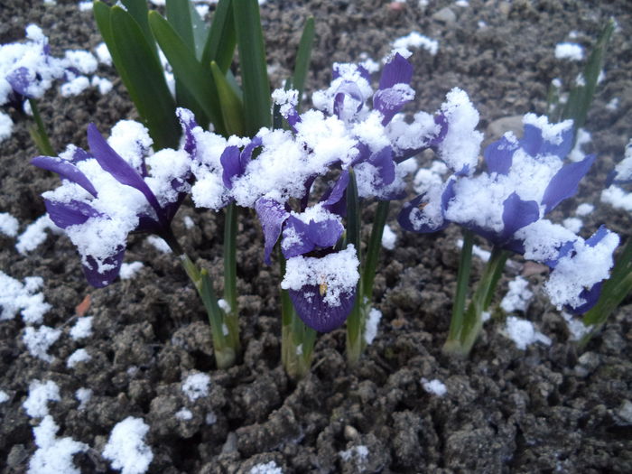 20 martie - 2015 Flori in  gradina