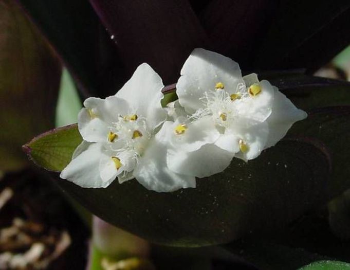 tradescantia spatacea - tradescantia spatacea