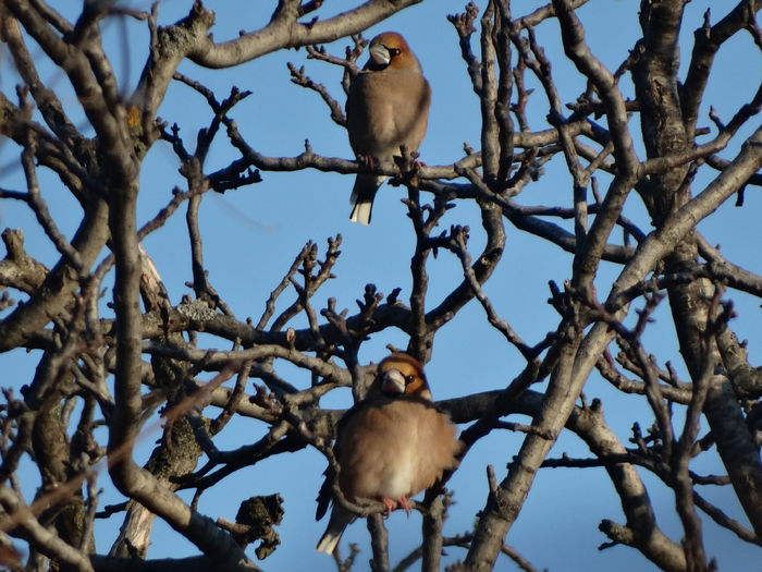 parca ar fi samurai - a-vizitatorii gradinii-2015