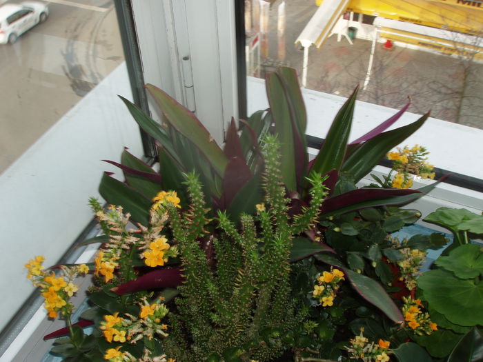 jardiniera cu diferite plante