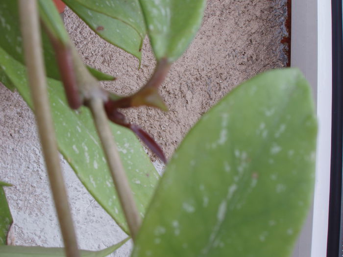 hoya - pubicalyx silver pink