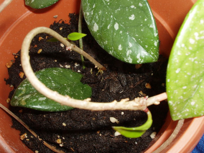 hoya - Hoya