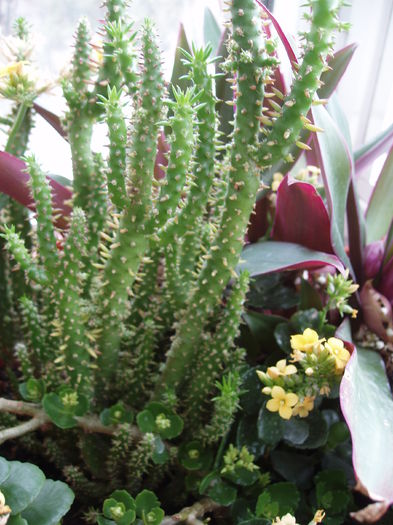 jardiniera cu diferite flori