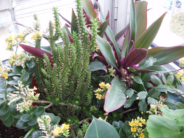 jardiniera cu diferite flori