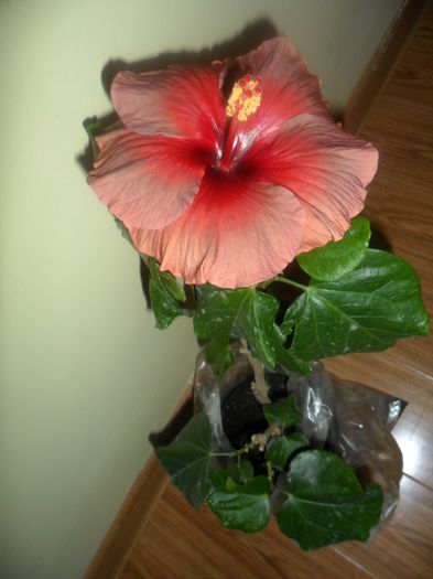 floare de iarna