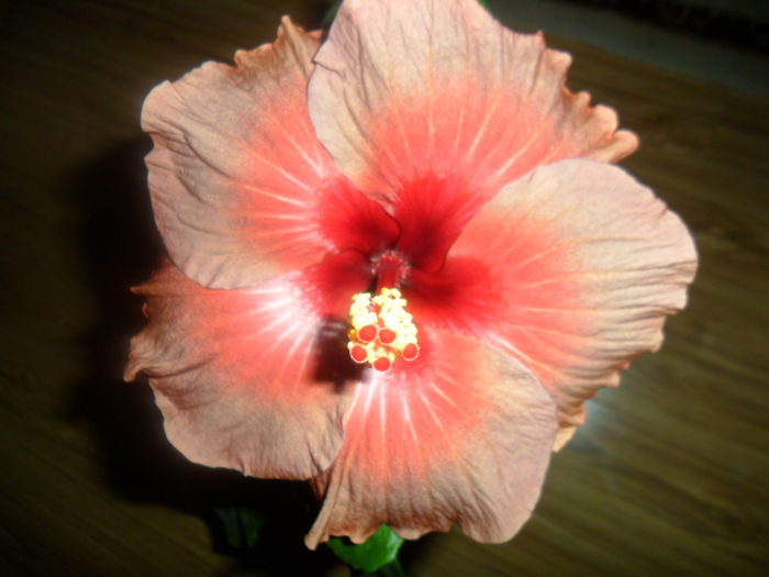 SAM_3481 - tahitian burning sands-2