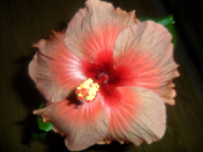 SAM_3490 - tahitian burning sands-2