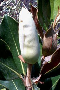 M.vesnic verde - Magnolii