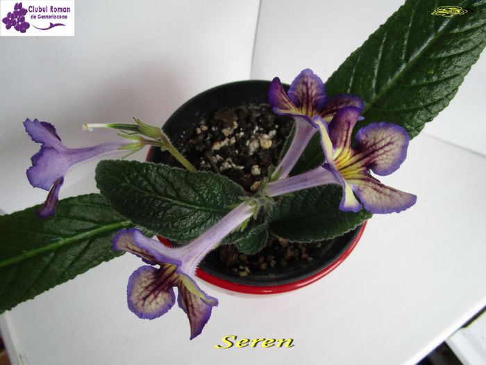 Seren1(20-03-2015) - Copy