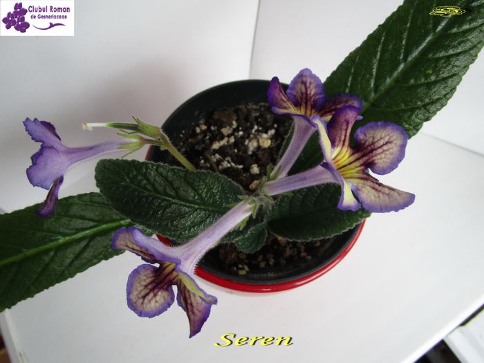 Seren1(20-03-2015) - Copy - Streptocarpusi 2015