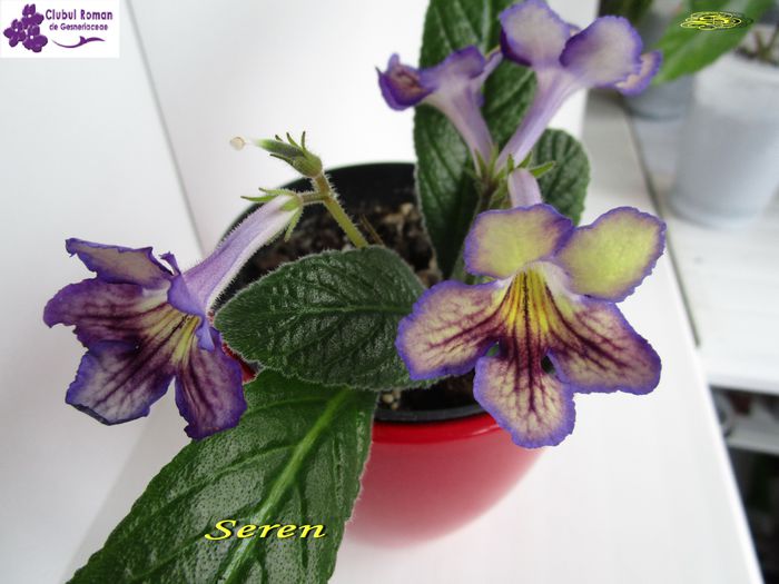 Seren2(20-03-2015) - Streptocarpusi 2015