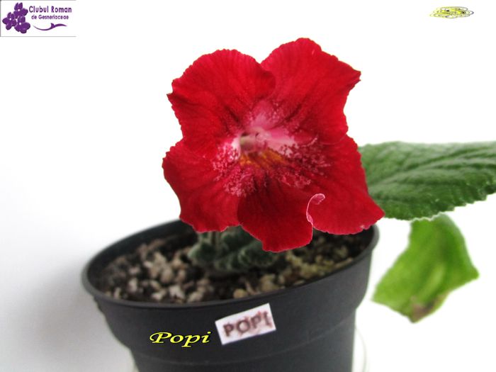 Popi (20-03-2015) - Streptocarpusi 2015