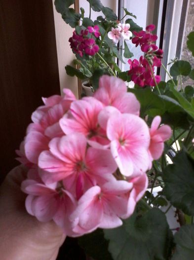 11064021_1116423905049845_605822969_o - Muscate