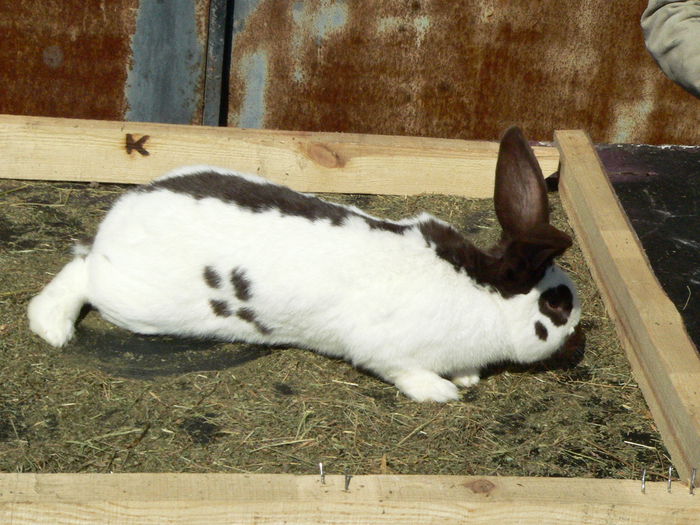 P1200170; tatal puilor
