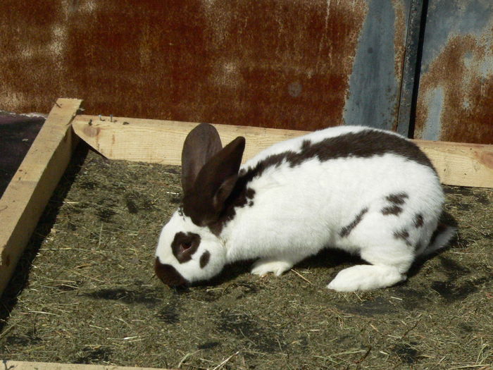 P1200171; tatal puilor
