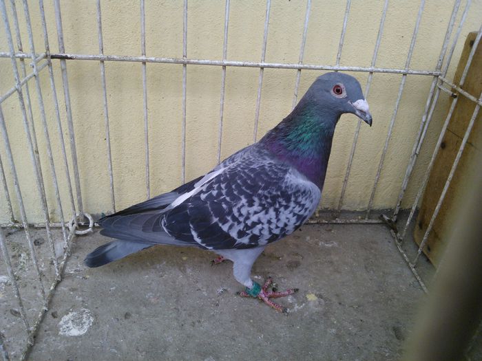 NL  13 vandut - Voiajori straini-11 vanduti