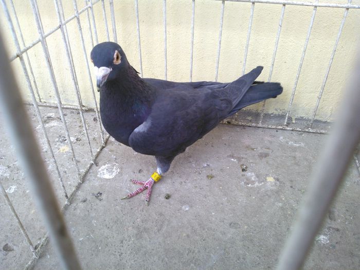 DV 09 vandut - Voiajori straini-11 vanduti