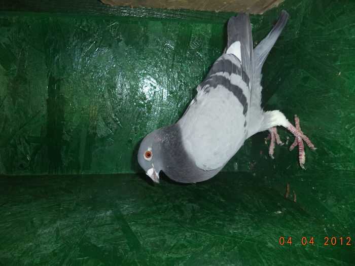 vandut - de vanzare porumbei voiajori