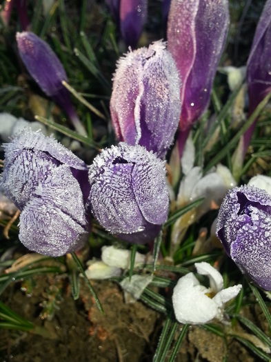 20150320_070055 - 1_PRIMAVARA