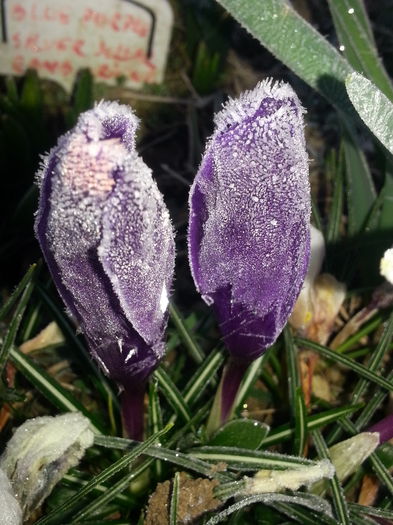 20150320_070045 - 1_PRIMAVARA