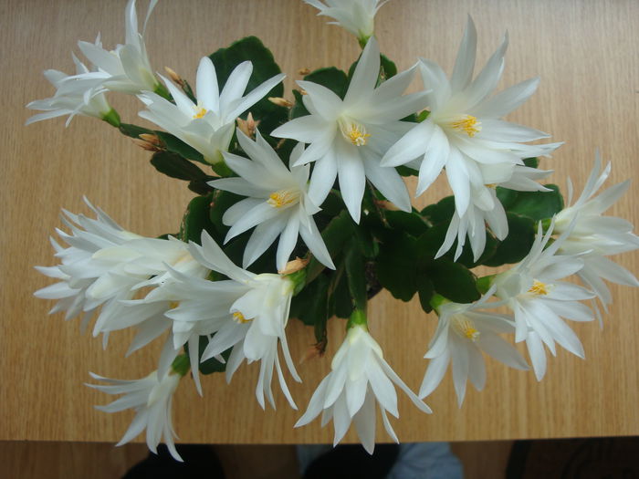 Hatiora × graeseri (Werderm.) Barthlott 1987.; Hatiora gaertneri si Hatiora rosea dau hibridul Hatiora × graeseri (Werderm.) Barthlott 1987.
