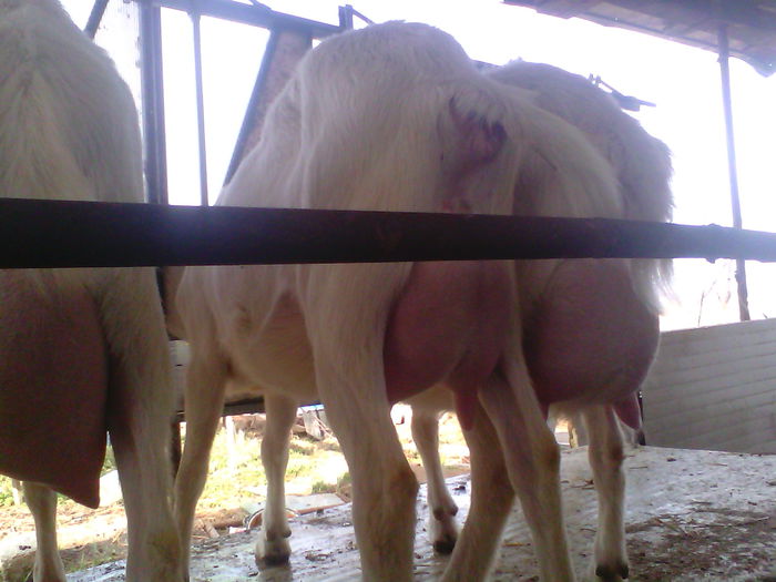 capre saanen la prima fatare - 000001 - Martie 2015 CAPRE SAANEN la prima fatare pe stand de muls