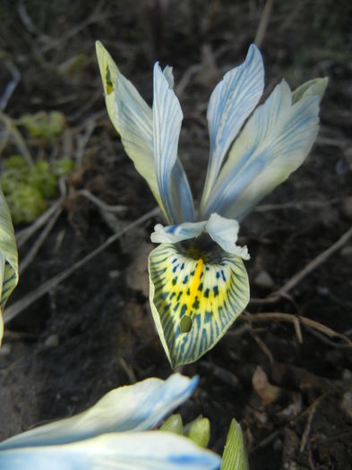 Iris Katharine Hodgkin (2015, March 04) - Iris reticulata Katharine Hodgkin