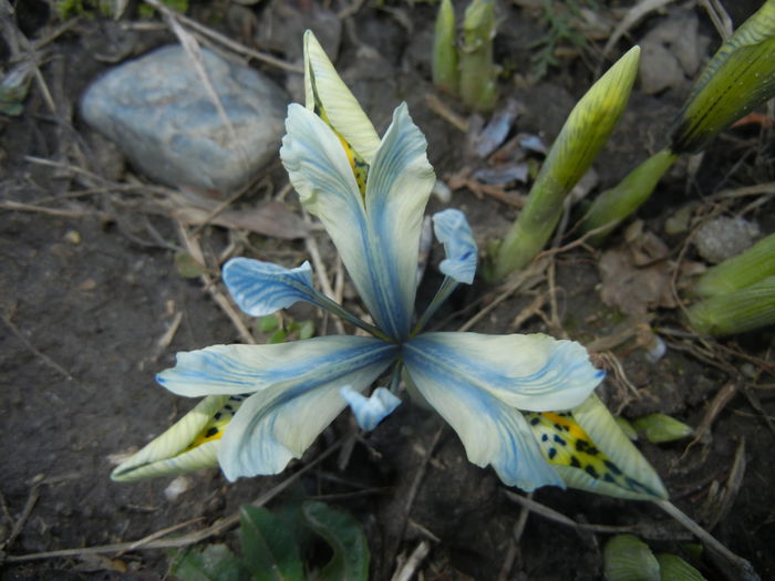 Iris Katharine Hodgkin (2015, March 04) - Iris reticulata Katharine Hodgkin