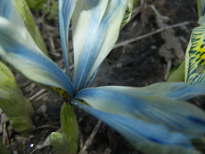 Iris Katharine Hodgkin (2015, March 04) - Iris reticulata Katharine Hodgkin