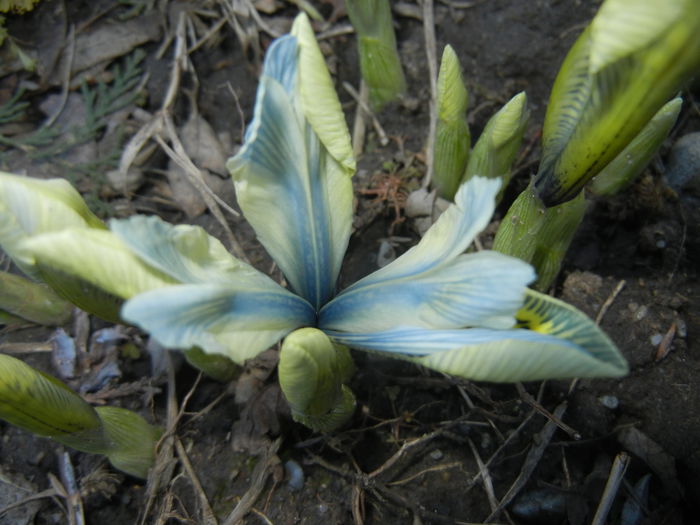 Iris Katharine Hodgkin (2015, March 04)