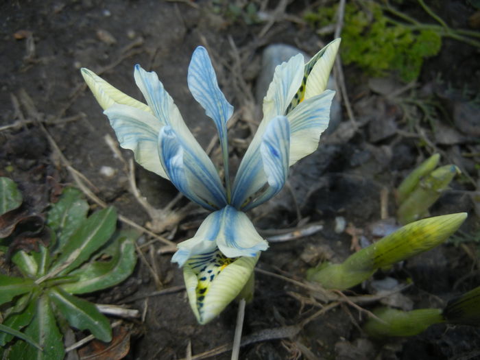 Iris Katharine Hodgkin (2015, March 04)