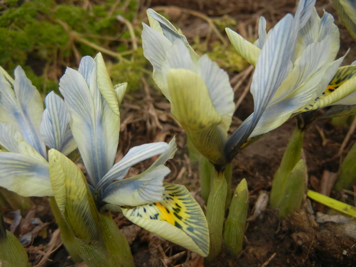 Iris Katharine Hodgkin (2015, March 05)