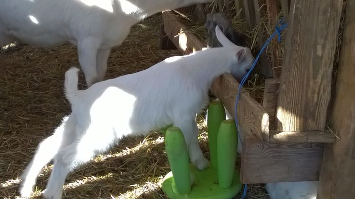 Ferdinand,tapsorul lui Edelweiss la 3 saptamani