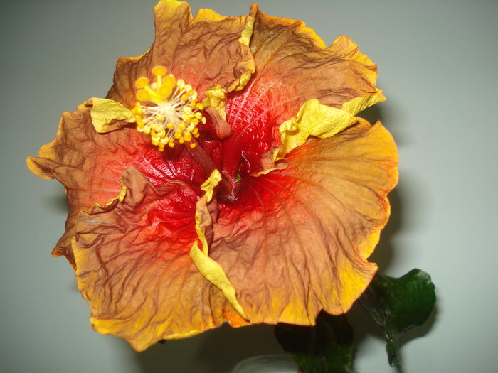 DSC00017 - HIBISCUS 2015