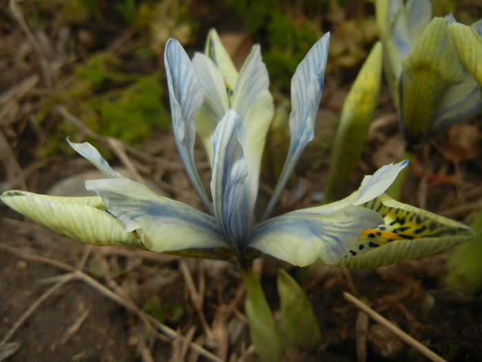 Iris Katharine Hodgkin (2015, March 05) - Iris reticulata Katharine Hodgkin