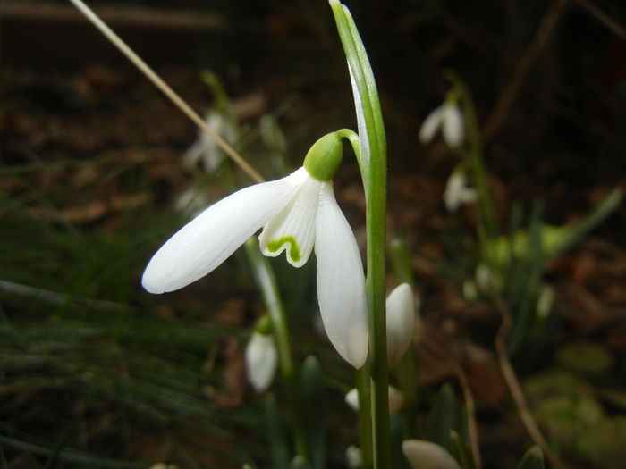 Snowdrop (2015, February 20)