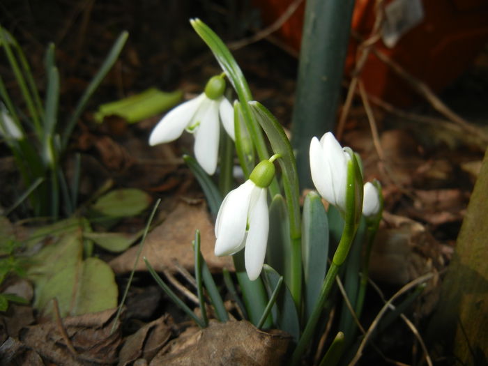 Snowdrops (2015, February 20)