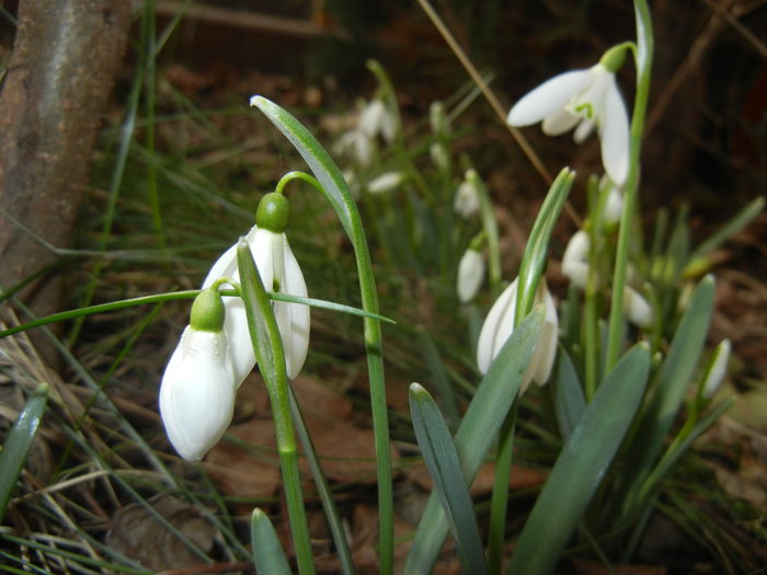 Snowdrops (2015, February 20) - GHIOCEI_Galanthus nivalis