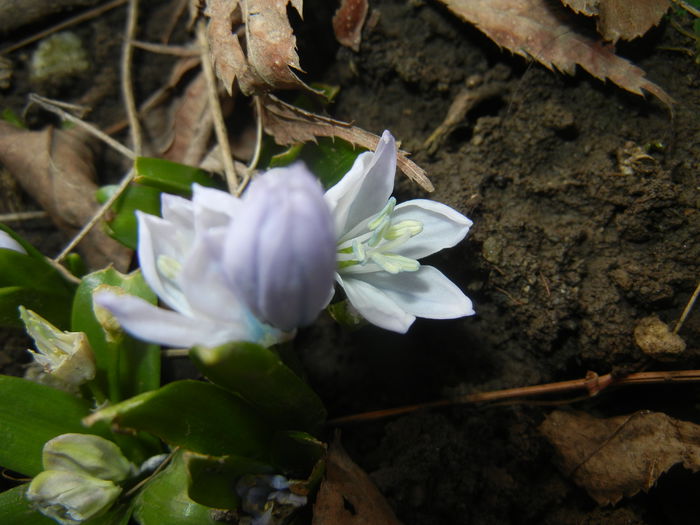 Scilla tubergeniana (2015, February 26)