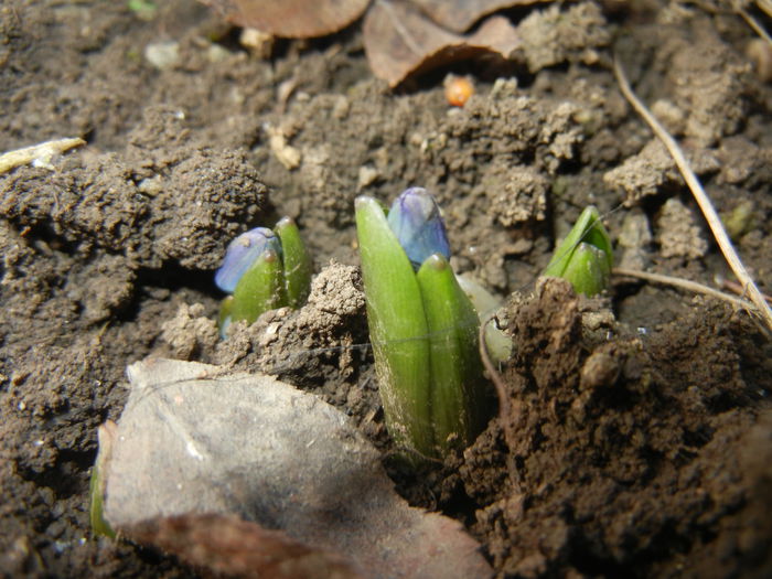 Scilla siberica (2015, February 26)