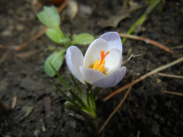 Crocus Blue Pearl (2015, February 26)