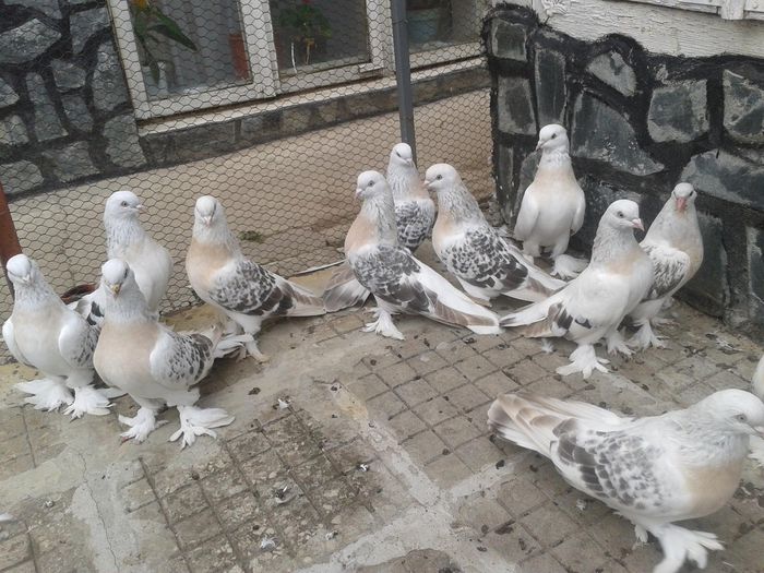 Sebap; 5 pereche de vanzare - 1000 lei
