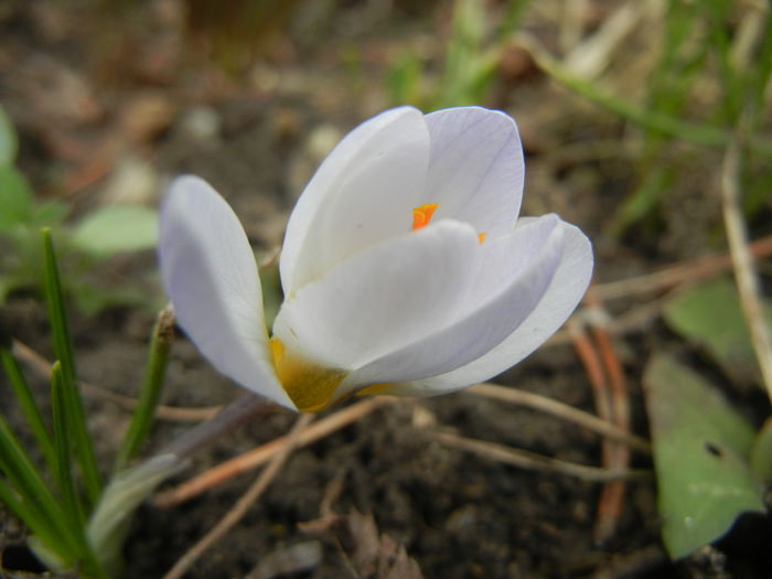 Crocus Blue Pearl (2015, February 28) - Crocus Blue Pearl