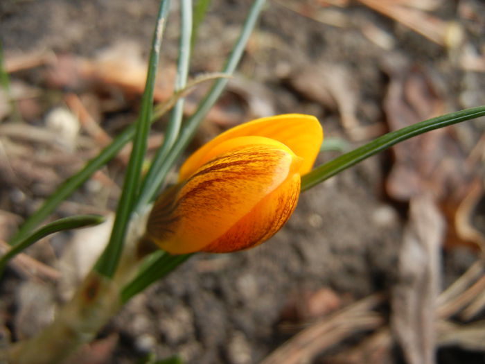 Crocus Gipsy Girl (2015, February 28)