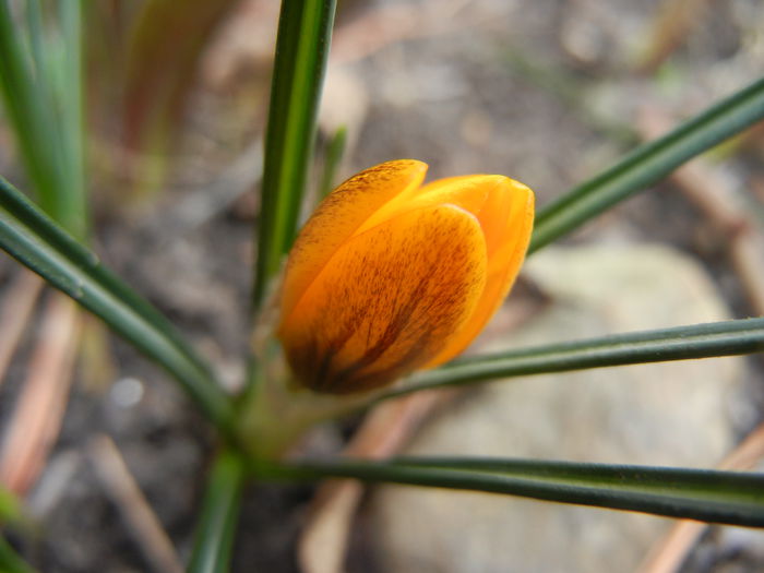 Crocus Gipsy Girl (2015, February 28)