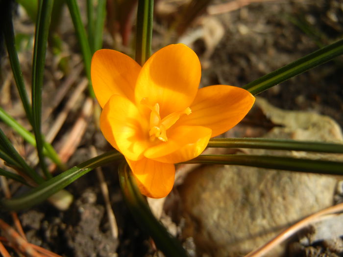 Crocus Gipsy Girl (2015, February 28)