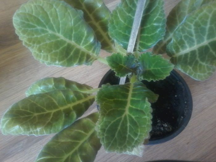 20150321_103309 - gloxinia 2014-2015-2016