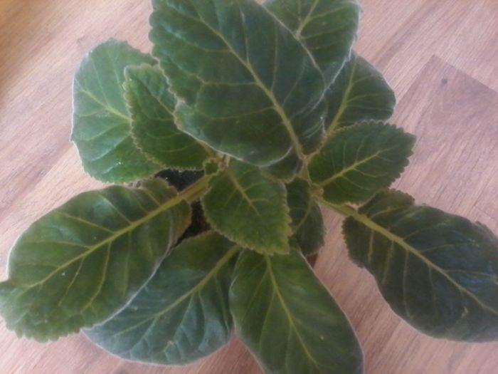 20150321_103330 - gloxinia 2014-2015-2016