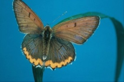 poze-fluturi_11-300x199